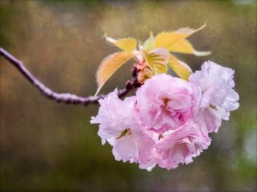 Spring Blossoms