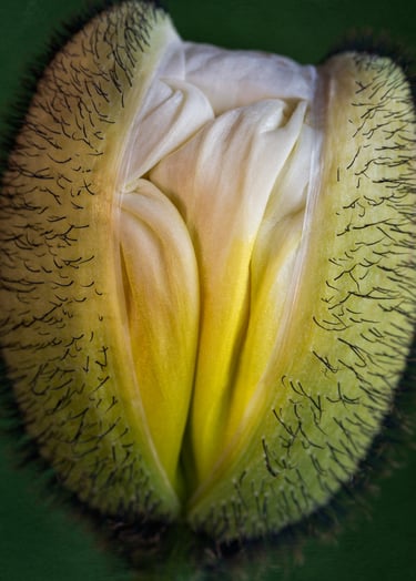 Poppy Bud Closeup