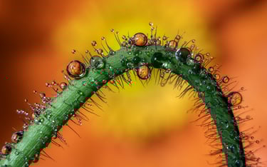 Poppy, Water Droplets Refraction