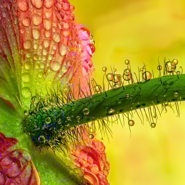 Poppy, water droplets refraction