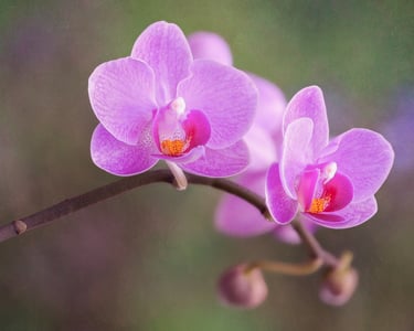 Orchids