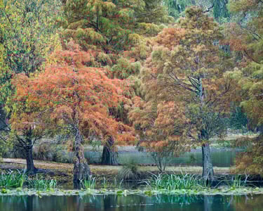 Autumn Trees, Ballarat