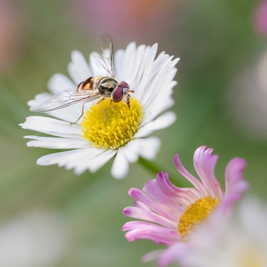 Hover Fly on Erigeron
