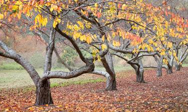 Cherry Grove in Autumn