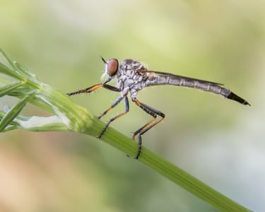 Robber Fly
