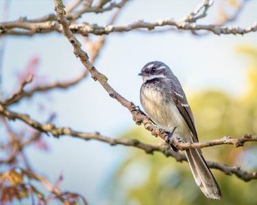 Grey Fantail