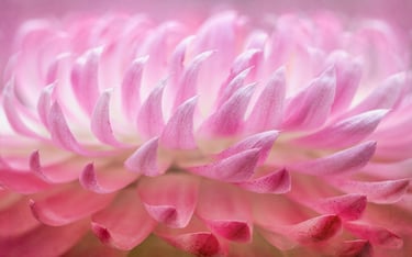 Strawflower Detail
