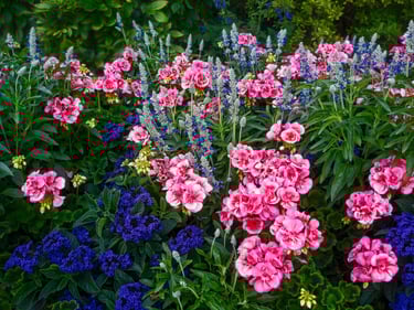 Geraniums, Heliotrope and Salvia