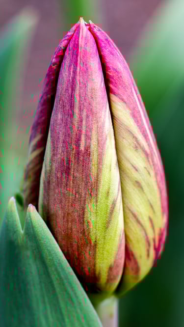Tulip Bud