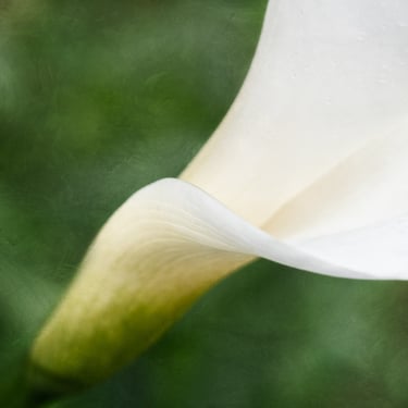 Calla Lily Study
