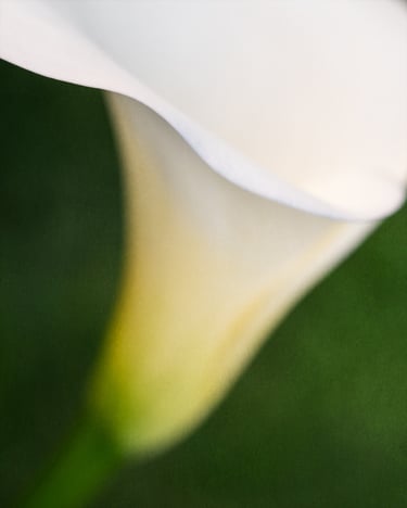 Calla Lily Study