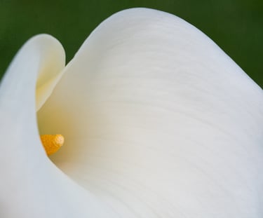 Calla Lily Study