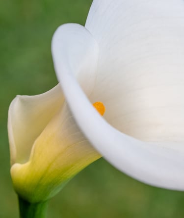 Calla Lily Study