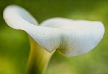 Calla Lily Study