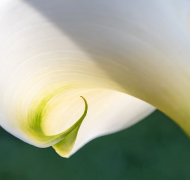 Calla Lily Study