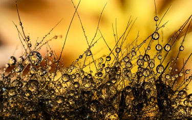 Water Droplets Refraction