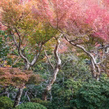 Autumn Trees, Yoshikien Garden, Nara, Japan