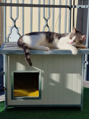 cuccia coibentata per gatti 