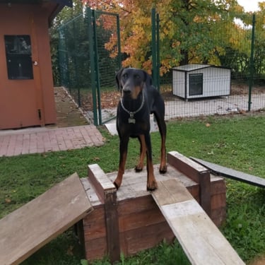 Cuccia coibentata per pastore tedesco 
