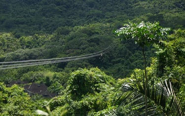 yanoda-tropical-rainforest4