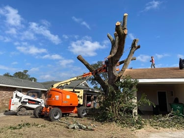 Professional tree removal service using a boom lift and skid steer to prune a large oak tree near a house.