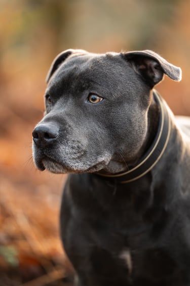 Blue Staffordshire bull terrier in woodland during outdoor dog photography session in Cheshire