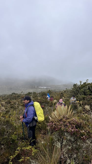 Hikers with backpacks trekking through misty mountain vegetation and frailejones plants on a foggy trail.