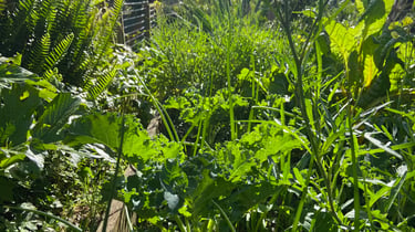 kale onions growing in a raised bed