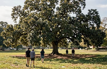 A symbolic photograph of people walking toward a large, majestic oak tree in a North Tulsa, Oklahoma park. The tree is healthy and sprawling, representing the roots and growth of the community. The lighting is a bright, optimistic daylight.