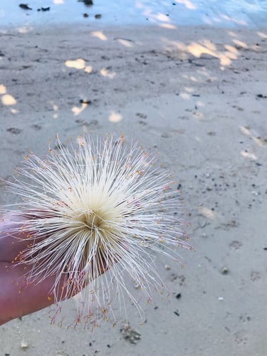 Étoile de mer tenue dans la main à Sainte-Marie Madagascar