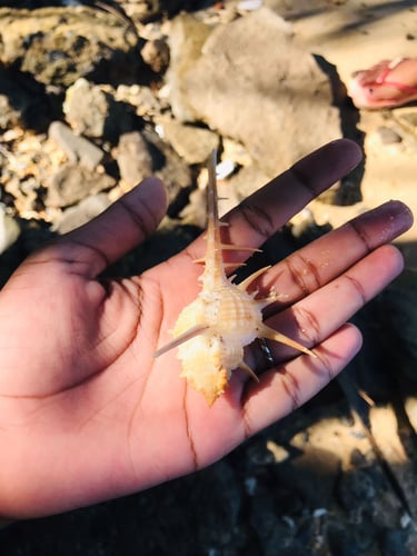Coquillage observé sur plage à Sainte-Marie Madagascar