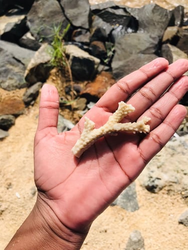 Morceau de corail observé sur plage à Sainte-Marie Madagascar