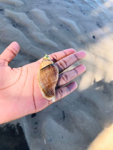Coquillages naturels du littoral de Sainte-Marie Madagascar