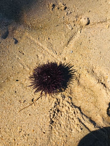 Oursin échoué sur sable à Sainte-Marie Madagascar