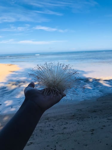 Étoile de mer avec mer et ciel en arrière-plan à Sainte-Marie