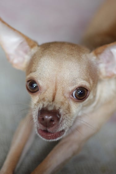 Close-up portrait of a tan short-haired Chihuahua puppy looking up with large brown eyes.