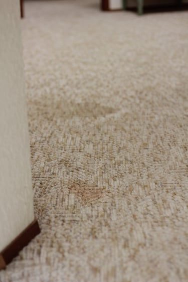 brown and tan carpet with stains