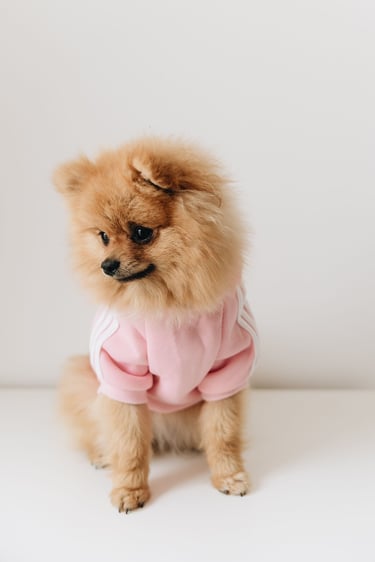 perro pomerania muy peludo sentado sobre un fondo blanco, vistiendo una sudadera rosa con rayas blancas en la manga