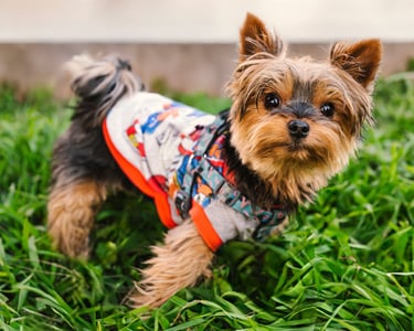 Yorkie color miel con ropa gris estampada con orillas anaranjadas