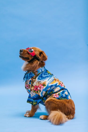 perro café sentado sobre un fondo azul claro, con camisa hawaiana azul con estampado y flores rojas, con gafas