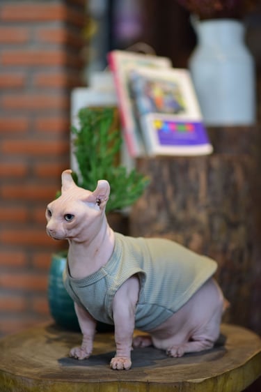 Gato esfinge sentado de perfil con playera verde