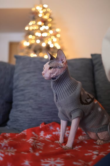 gato esfinge (sphynx) posangatio con suéter de cuello gris sobre una manta roja y un árbol de Navidad al fondo.