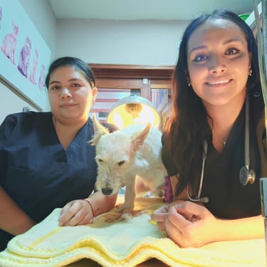 Dos medicos veterianrios en consulta revisando a un perrito en centro veterianrio pekes