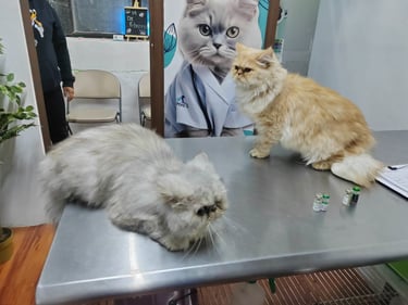 Dos gatos sobre una mesa de consultorio siendos revisados en centro medico Pekes en Orizaba