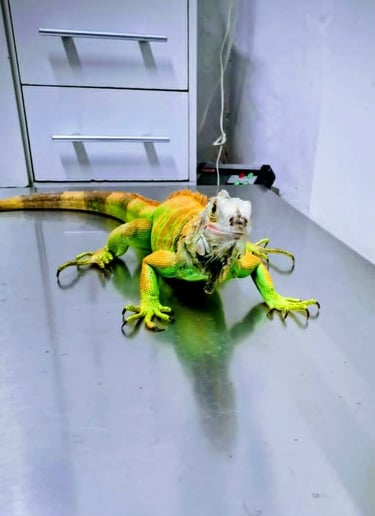Iguana en consulta en centro medico veterinario pekes