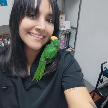 Medico Veterinario en consulta revisando un loro en centro medico veterinario pekes