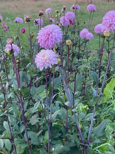 bouquet-fleurs-habay-la-vieilles-fleuriste