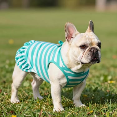 Bulldog blanco, con una camiseta de rayas verde agua con blanco