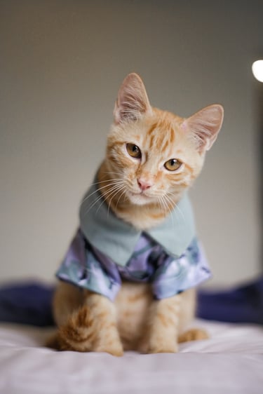 Adorable gatito atigrado naranja con una elegante camiseta floral para gatos sentado en una cama.