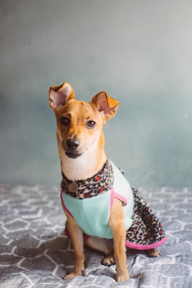 Un perrito marrón con un suéter para mascotas de estampado de leopardo y color turquesa está sentado sobre una manta 